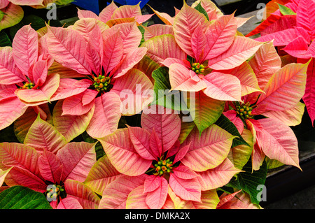 Poinsettia plantes en fleurs utilisées comme décorations de Noël traditionnel Banque D'Images