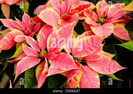 Poinsettia plantes en fleurs utilisées comme décorations de Noël traditionnel Banque D'Images