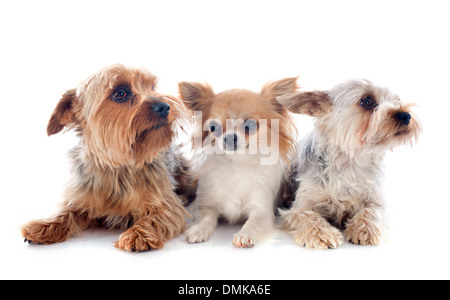 Yorkshire Terriers et chihuahua in front of white background Banque D'Images