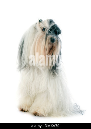 Terrier tibétain in front of white background Banque D'Images