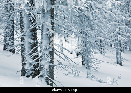 Arbres couverts de neige, la Forêt Nationale de Santa Fe, Nouveau Mexique USA Banque D'Images