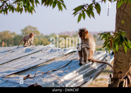 Les sites et attractions de Hampi, en Inde. Banque D'Images