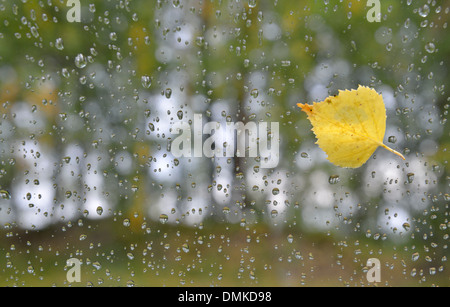 Forêt d'automne vu à travers la fenêtre de voiture dans la pluie, Paijanne, Parc national du sud de la Finlande Banque D'Images