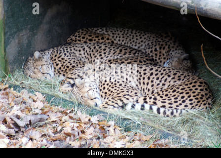 Trois guépards dormir dans un enclos au Zoo de Chester Banque D'Images