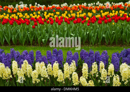 Rayures de tulipes et jacinthes néerlandais Banque D'Images