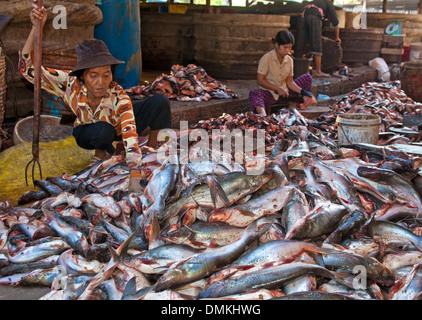 Tri femme poisson frais avec une fourche sur le marché aux poissons, Battambang, Cambodge Banque D'Images