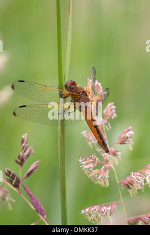 Libellula fulva Chase rare adulte au repos sur la tige de la plante Banque D'Images