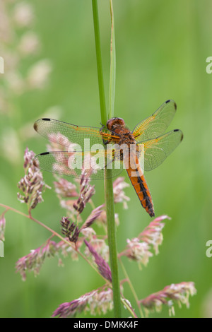 Libellula fulva Chase rare adulte au repos sur la tige de la plante Banque D'Images