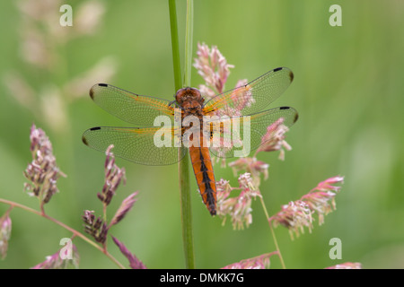 Libellula fulva Chase rare adulte au repos sur la tige de la plante Banque D'Images