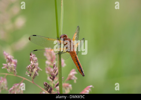 Libellula fulva Chase rare adulte au repos sur la tige de la plante Banque D'Images