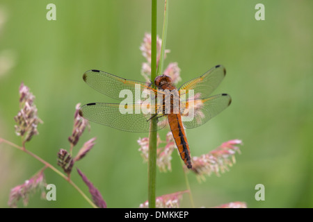 Libellula fulva Chase rare adulte au repos sur la tige de la plante Banque D'Images