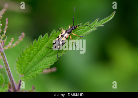 Longhorn Beetle (Strangalia Rutpela maculata) au repos sur une feuille d'Ortie Banque D'Images