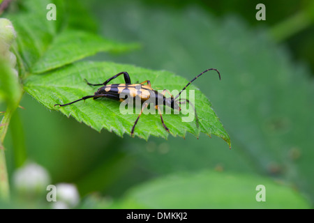 Longhorn Beetle (Strangalia Rutpela maculata) adulte au repos sur une feuille Banque D'Images