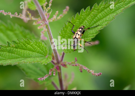 Longhorn Beetle (Strangalia Rutpela maculata) au repos sur une feuille Banque D'Images