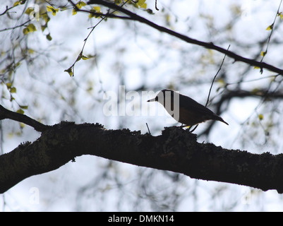Petit Mockingbird (blanche) assis sur une branche Banque D'Images