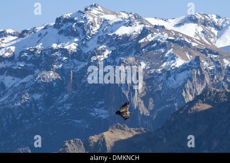 Condor des Andes (Vultur gryphus) Banque D'Images