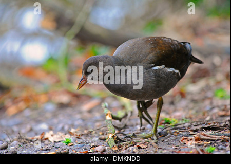 Gallinule poule-d'eau femelles en quête de nourriture. Banque D'Images