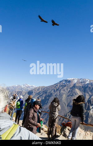 Cruz del Condor, point de vue sur le Canyon de Colca, Pérou Banque D'Images