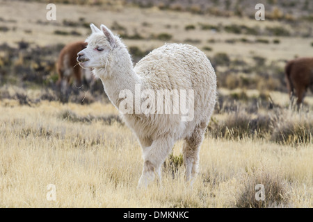 Alpaka dans la sierra péruvienne Banque D'Images
