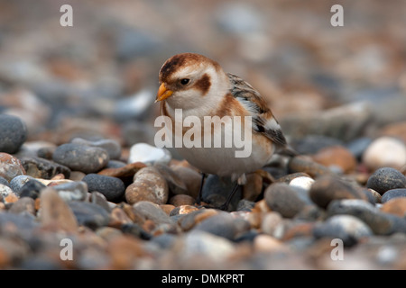 Bruant des neiges Plectrophenax nivalis se nourrissant de banque à bardeaux Salthouse Banque D'Images