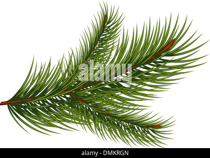 Branches de sapin sur fond blanc Banque D'Images