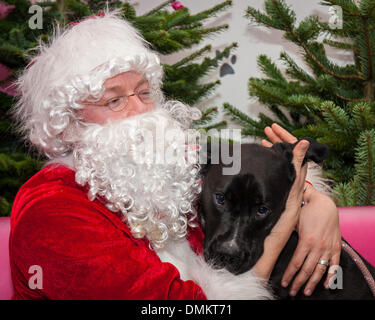 Shoreham, West Sussex, UK. Le 15 décembre 2013. Puppy Love - un bon chien est un câlin du Père Noël. Heureux hounds obtenir un Noël avec une visite au Père Noël à Matt et Leon Henderson Rood's House de Hugo et un centre de soins de jour pour les chiens à Shoreham. En aidant à recueillir des fonds pour les chiens Shoreham confiance, tout le monde a fait un sac cadeau à ramener chez eux. Credit : Julia Claxton/Alamy Live News Banque D'Images