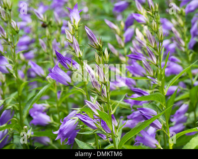 Giant bellflower, Campanula latifolia libre d'un riche domaine à Oslo Norvège Banque D'Images