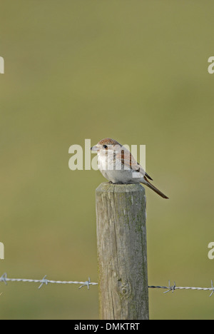 Pie-grièche écorcheur (Lanius collurio). Sur la migration des oiseaux juvéniles. Banque D'Images