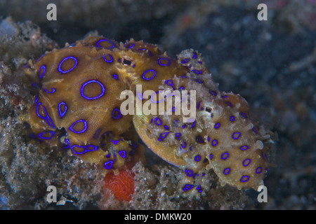 Close up image de deux blue-ring octopus (Hapalochlaena maculosa), jumelées, l'accouplement. Détroit de Lembeh (Indonésie). Banque D'Images