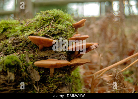 Photographie d'une partie de plus en plus de champignons sur le côté d'un journal en décomposition, avec de plus en plus de mousse sur le dessus Banque D'Images