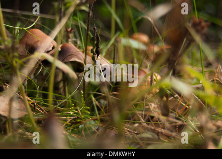 Photographie de certains petits champignons en arrière-plan, caché par certains sur l'herbe et feuilles mortes cultivés Banque D'Images