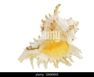 Cute seashell over white Banque D'Images