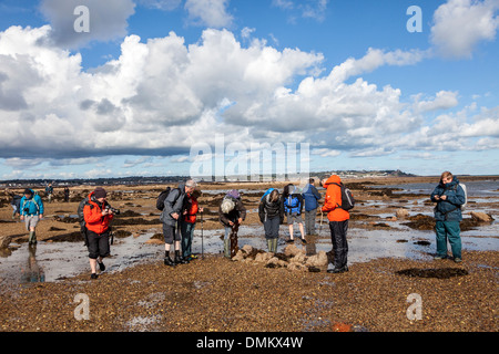 Groupe guidées dans la nature à la vie en mer à marée basse, Jersey, Channel Islands, Royaume-Uni Banque D'Images