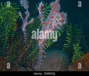 Une paire d'Arlequins ornate ghost les syngnathes (Solenostomus paradoxus) en vert les crinoïdes. Détroit de Lembeh (Indonésie). Banque D'Images