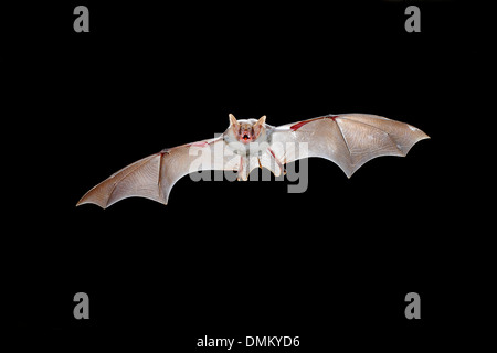 Une plus grande chauve-souris de la souris, Myotis myotis en vol Banque D'Images