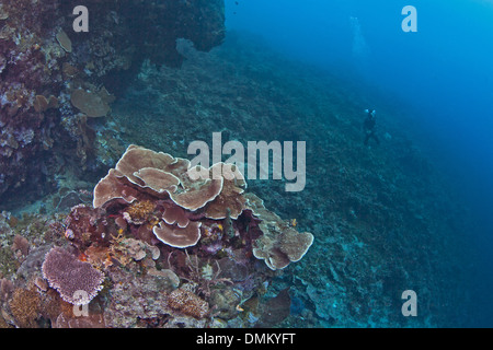Colonie de coraux (plaque feuille Montipora sp.) au fond du mur de corail et corniche de l'autre. L'île de Bunaken, en Indonésie. Banque D'Images