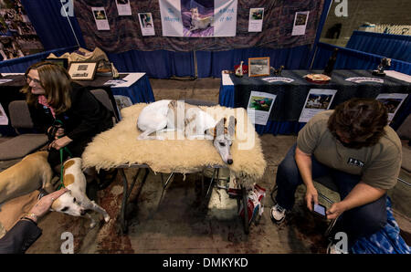 Orlando, Floride, USA. Le 15 décembre, 2013. Le Whippet stand dans le domaine de la niche l'American Kennel Club/Eukanuba National Championships. Crédit : Brian Cahn/ZUMAPRESS.com/Alamy Live News Banque D'Images