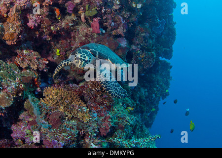 La tortue imbriquée (Eretmochelys imbricata) sur le rebord du mur de corail photographe approches. L'île de Bunaken, en Indonésie. Banque D'Images