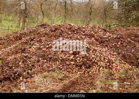 Les pommes pourries, un tas de pommes qui ont chuté sur le terrain d'être recueillies et laissés à pourrir, Novembre 2013 Banque D'Images