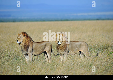 Lion dans la savane de l'Afrique Banque D'Images