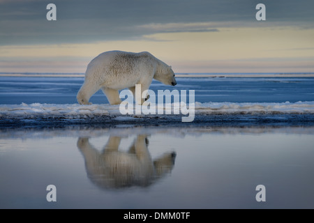 L'ours polaires marche sur pointe de la neige a couvert l'île Barter avec reflet dans l'eau de kaktovik lagoon alaska usa océan arctique de la mer de Beaufort Banque D'Images