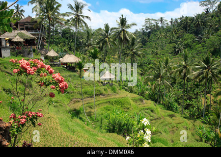 Les Rizières en terrasses et de fleurs Indonésie Bali Banque D'Images