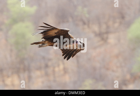 Hooded vulture necrosyrtes monachus en vol Banque D'Images