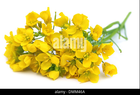 Fleurs de moutarde sur fond blanc Banque D'Images