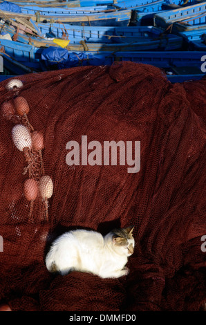 Chat blanc, assis dans la lumière du matin sur les filets de pêcheurs sur les bateaux amarrés au port d'Essaouira, Maroc Banque D'Images