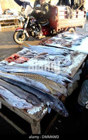 Des poissons fraîchement pêchés et des anguilles en vente dans le marché aux poissons au port d'Essaouira, Maroc Banque D'Images