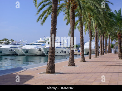 Yachts et palmiers dans le port méditerranéen. Banque D'Images