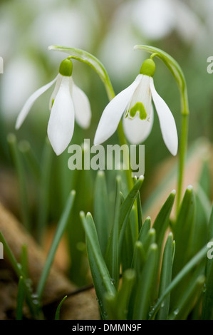 Snowdrop, Galanthus nivalis commun Banque D'Images