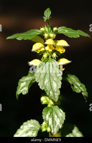 Lamium galeobdolon archange, jaune Banque D'Images