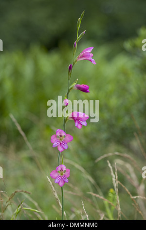 Glaïeul des Marais, Gladiolus palustris Banque D'Images